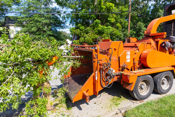 Tree Health Inspection in Moosic, PA